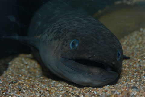 Giant mottled eel 