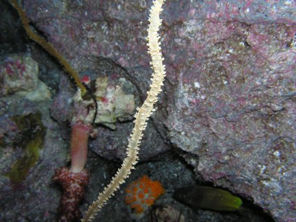 美ら海生き物図鑑 エリア別検索 熱帯魚の海 の検索結果 沖縄美ら海水族館 沖縄の美ら海を 次の世代へ