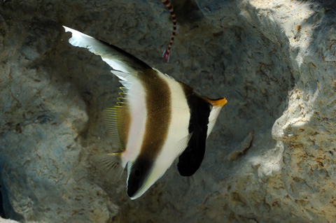 ミナミハタタテダイ 美ら海生き物図鑑 沖縄美ら海水族館 沖縄の美ら海を 次の世代へ