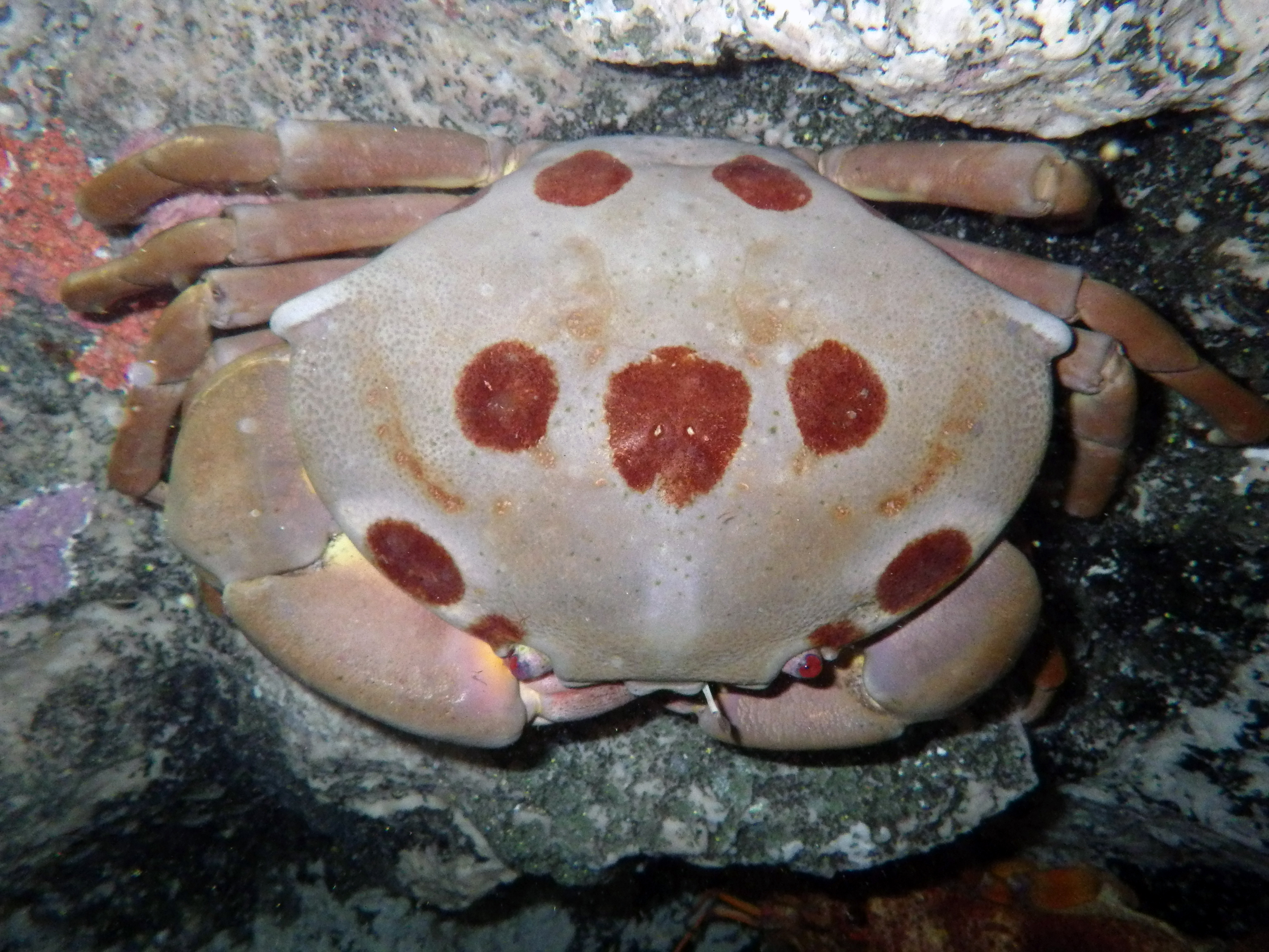 紅斑瓢蟹