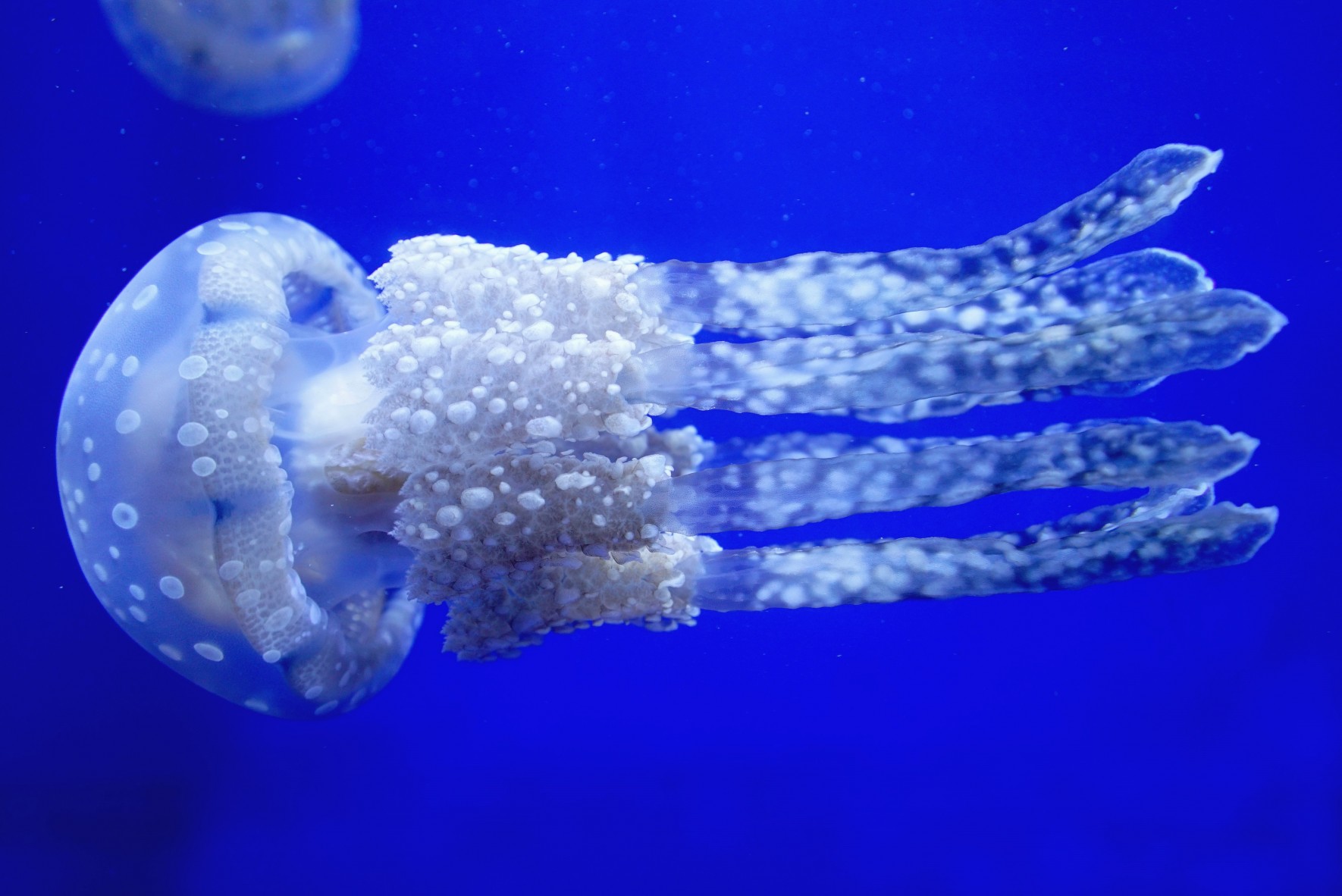 タコクラゲ | 美ら海生き物図鑑 | 沖縄美ら海水族館 - 沖縄の美ら海を、次の世代へ。-