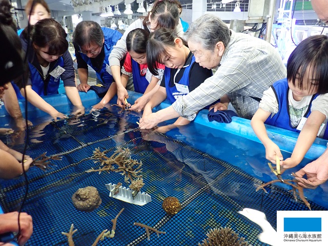 サンゴの苗を作りました 美ら海だより 沖縄美ら海水族館 沖縄の美ら海を 次の世代へ