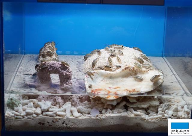 夏休み特別展示 イノーで見つかる生き物たち フナムシ編 美ら海だより 沖縄美ら海水族館 沖縄の美ら海を 次の世代へ