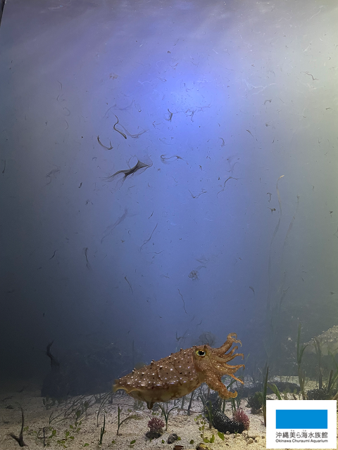 あなたの知らないイカ墨の世界   美ら海だより   沖縄美ら海水族館
