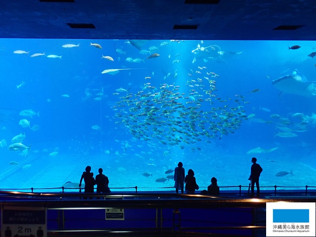 水族館でふせげない密 美ら海だより 沖縄美ら海水族館 沖縄の美ら海を 次の世代へ
