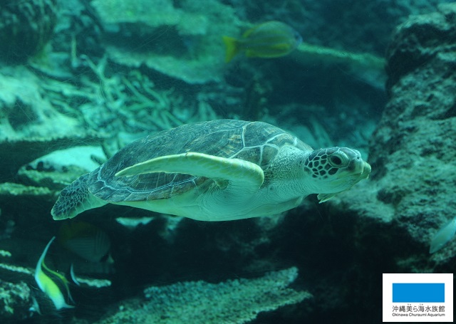 アオウミガメの可愛い一面】 | 美ら海だより | 沖縄美ら海水族館