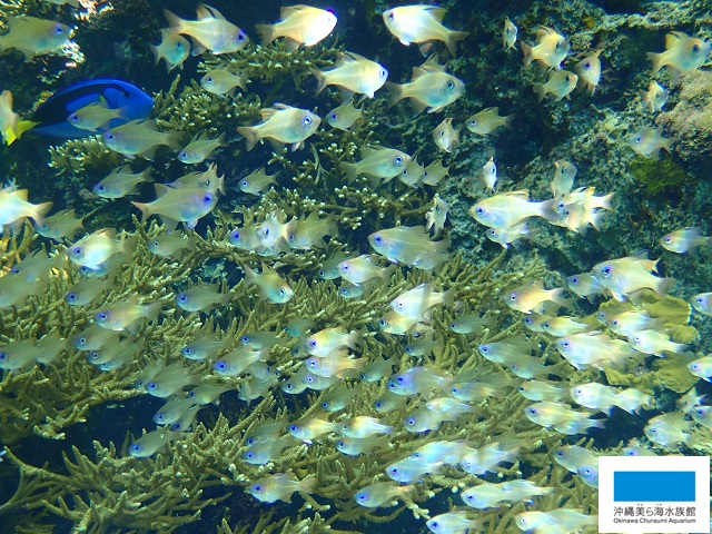 お魚、増えました！】 | 美ら海だより | 沖縄美ら海水族館 - 沖縄の美