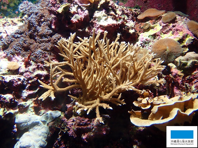 サンゴの海 の飼育員 美ら海だより 沖縄美ら海水族館 沖縄の美ら海を 次の世代へ