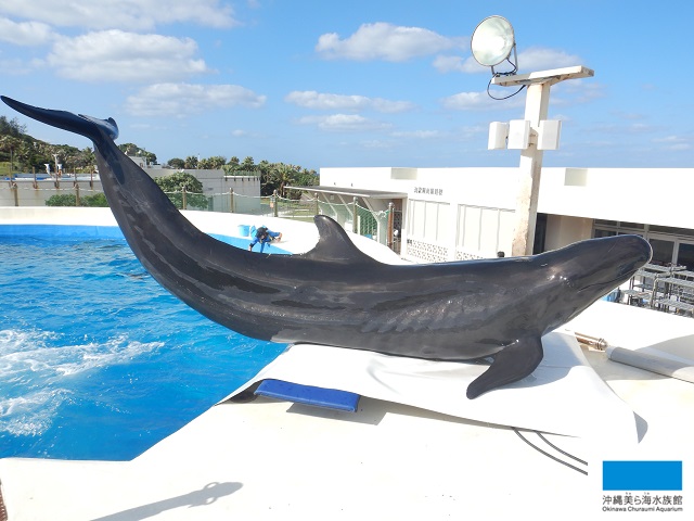 イルカ クジラ 美ら海だより 沖縄美ら海水族館 沖縄の美ら海を 次の世代へ