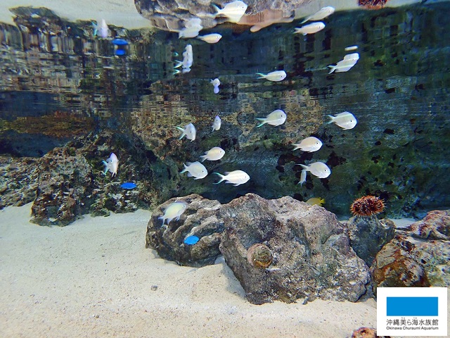 魚を見分けてみよう 美ら海だより 沖縄美ら海水族館 沖縄の美ら海を 次の世代へ