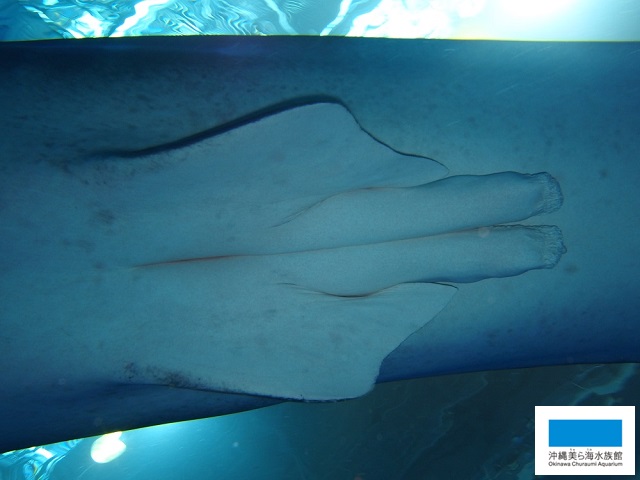 魚の個体識別 サメ エイ類 美ら海だより 沖縄美ら海水族館 沖縄の美ら海を 次の世代へ