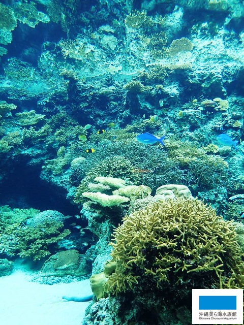サンゴのごはんは何でしょう 美ら海だより 沖縄美ら海水族館 沖縄の美ら海を 次の世代へ