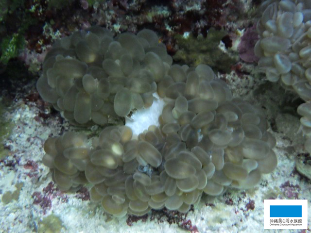 ブドウみたいなミズタマサンゴ】 | 美ら海だより | 沖縄美ら海水族館