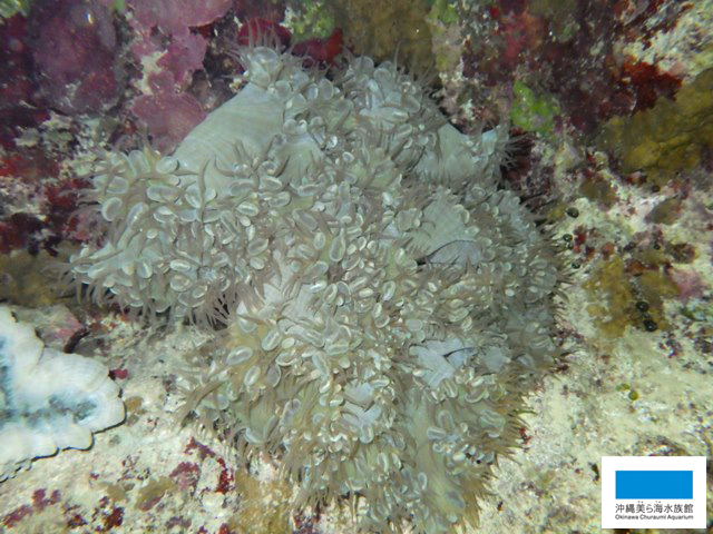 ブドウみたいなミズタマサンゴ】 | 美ら海だより | 沖縄美ら海水族館