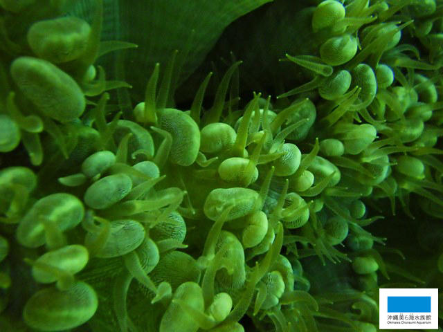 貝。サンゴ ブドウみたいなミズタマサンゴ】 | 美ら海だより | 沖縄美ら海水族館