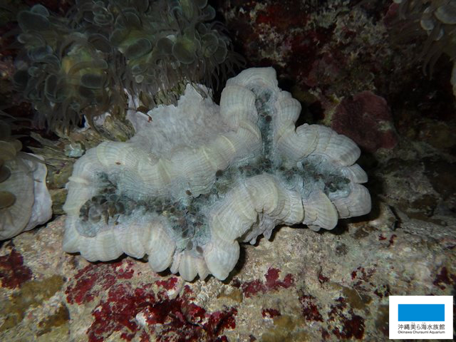 ブドウみたいなミズタマサンゴ】 | 美ら海だより | 沖縄美ら海水族館