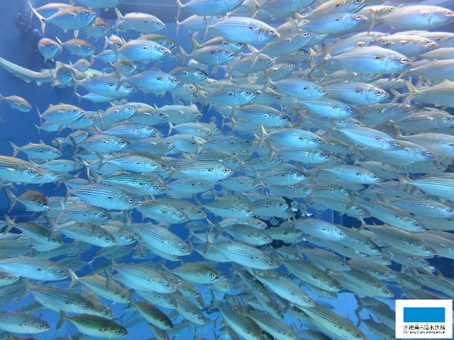 アゴ大丈夫 小さな大食漢 美ら海だより 沖縄美ら海水族館 沖縄の美ら海を 次の世代へ