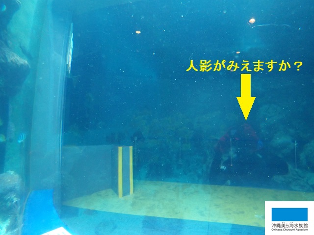 水槽の中からの景色  美ら海だより  沖縄美ら海水族館 - 沖縄の美ら海を、次の世代へ。-