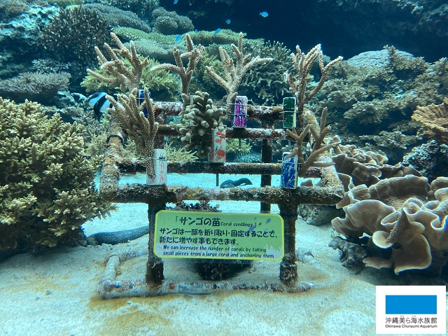 サンゴの苗 展示中です 美ら海だより 沖縄美ら海水族館 沖縄の美ら海を 次の世代へ