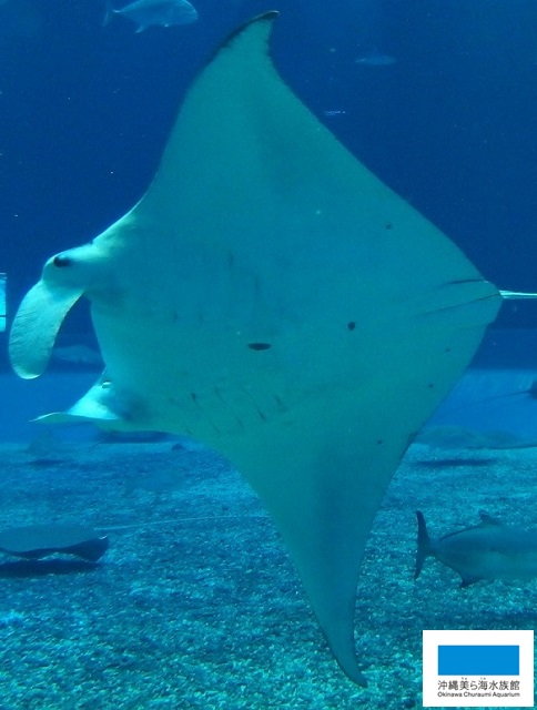 魚の個体識別 サメ エイ類 美ら海だより 沖縄美ら海水族館 沖縄の美ら海を 次の世代へ