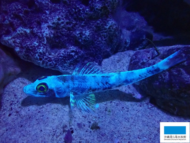 蛍光色の深海魚見つけちゃいました 美ら海だより 沖縄美ら海水族館 沖縄の美ら海を 次の世代へ
