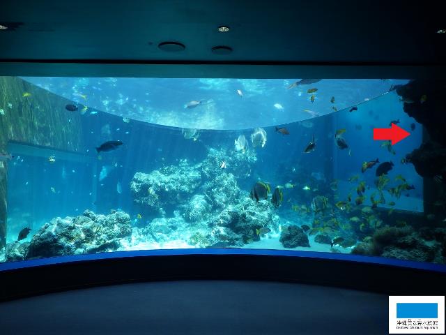 熱帯魚の海の人気者 美ら海だより 沖縄美ら海水族館 沖縄の美ら海を 次の世代へ