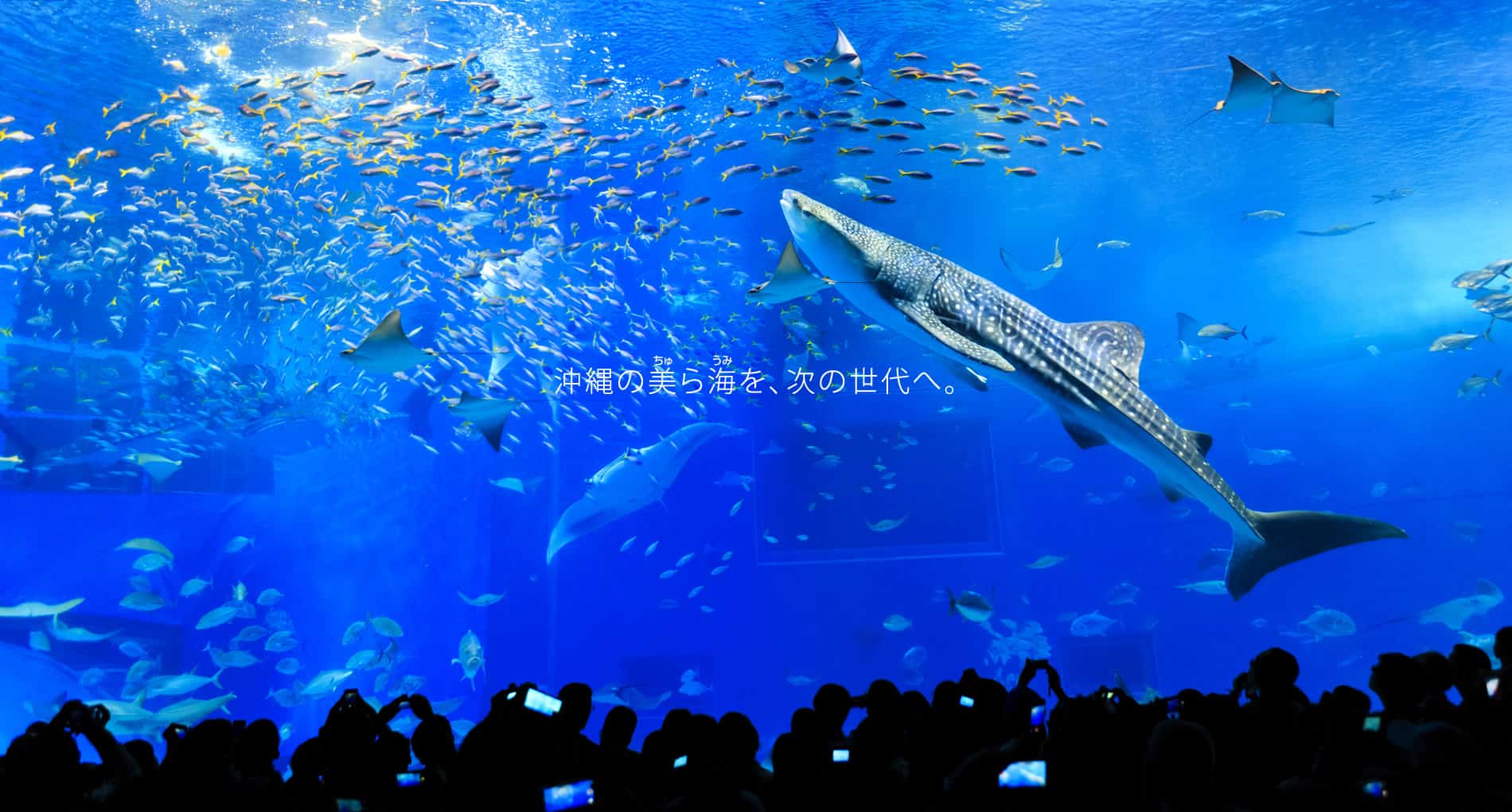 Okinawa Churaumi Aquarium For The Next Generation To Inherit The Beautiful Seas Of Okinawa