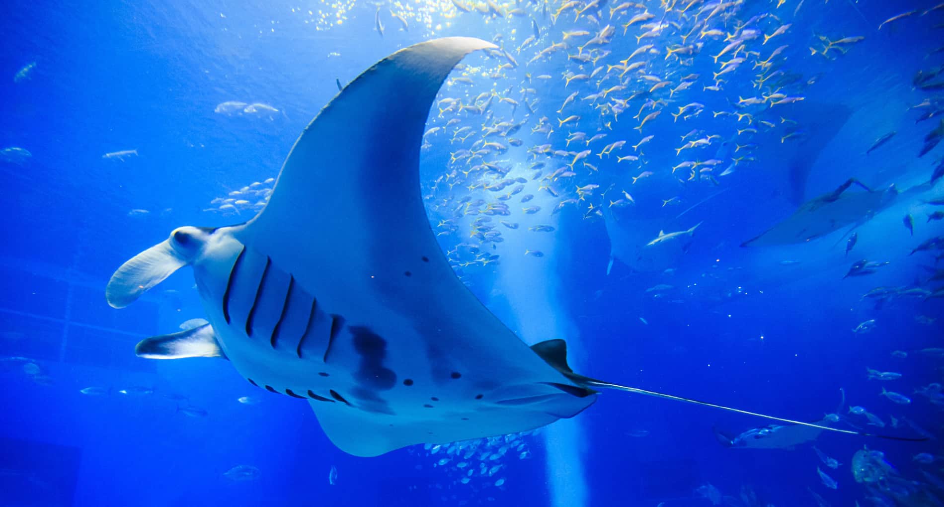 Okinawa Churaumi Aquarium For The Next Generation To Inherit The Beautiful Seas Of Okinawa