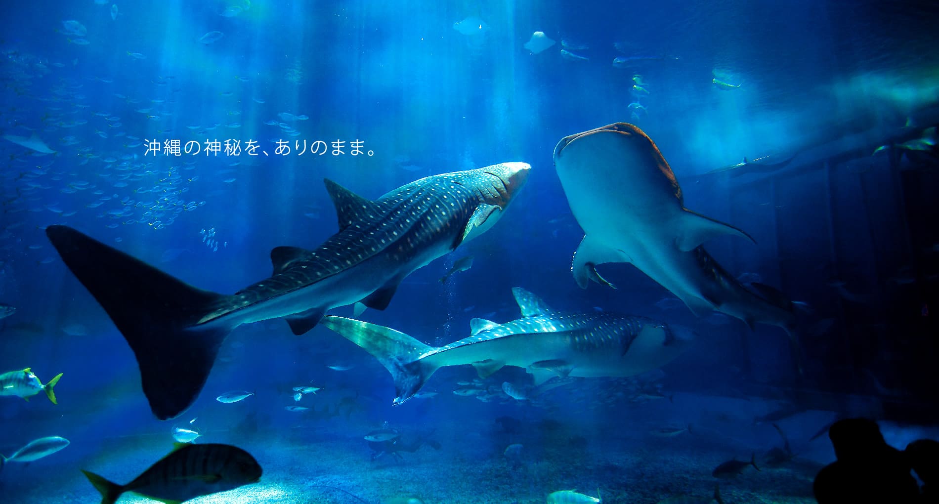 Okinawa Churaumi Aquarium For The Next Generation To Inherit The Beautiful Seas Of Okinawa