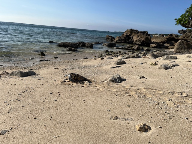 放流の様子