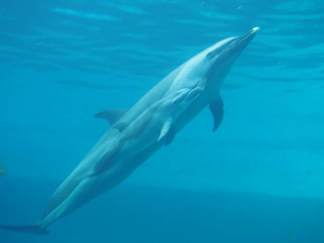 海洋生物の調査研究活動について 沖縄美ら海水族館 沖縄の美ら海を 次の世代へ