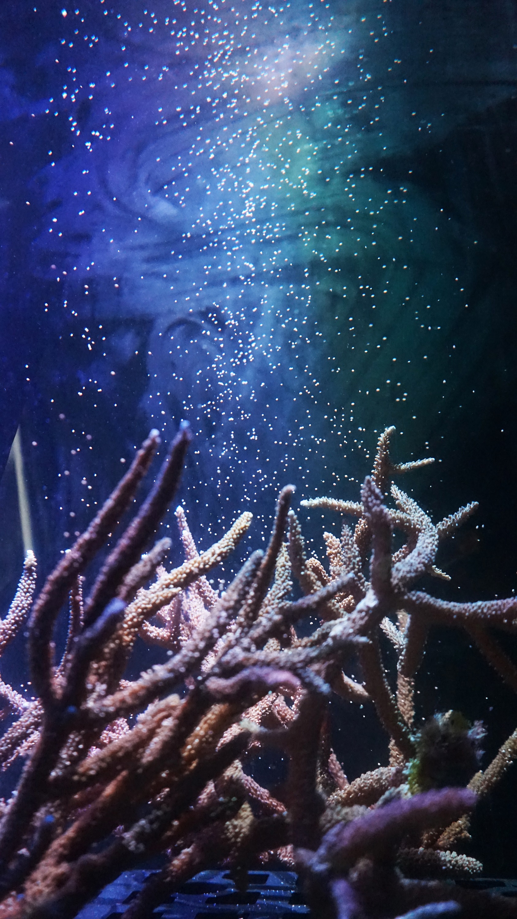 繁殖への取組みについて 沖縄美ら海水族館 沖縄の美ら海を 次の世代へ