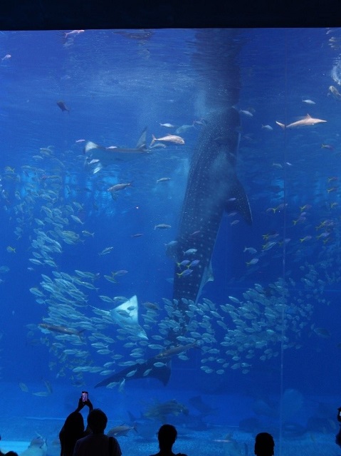 Okinawa Churaumi Aquarium  Travel Japan - Japan National Tourism  Organization (Official Site)