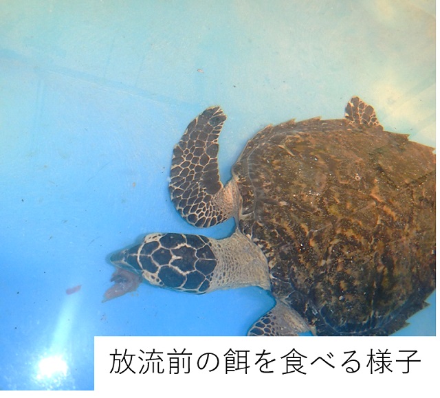 Protecting Rare Species  Okinawa Churaumi Aquarium - For the next