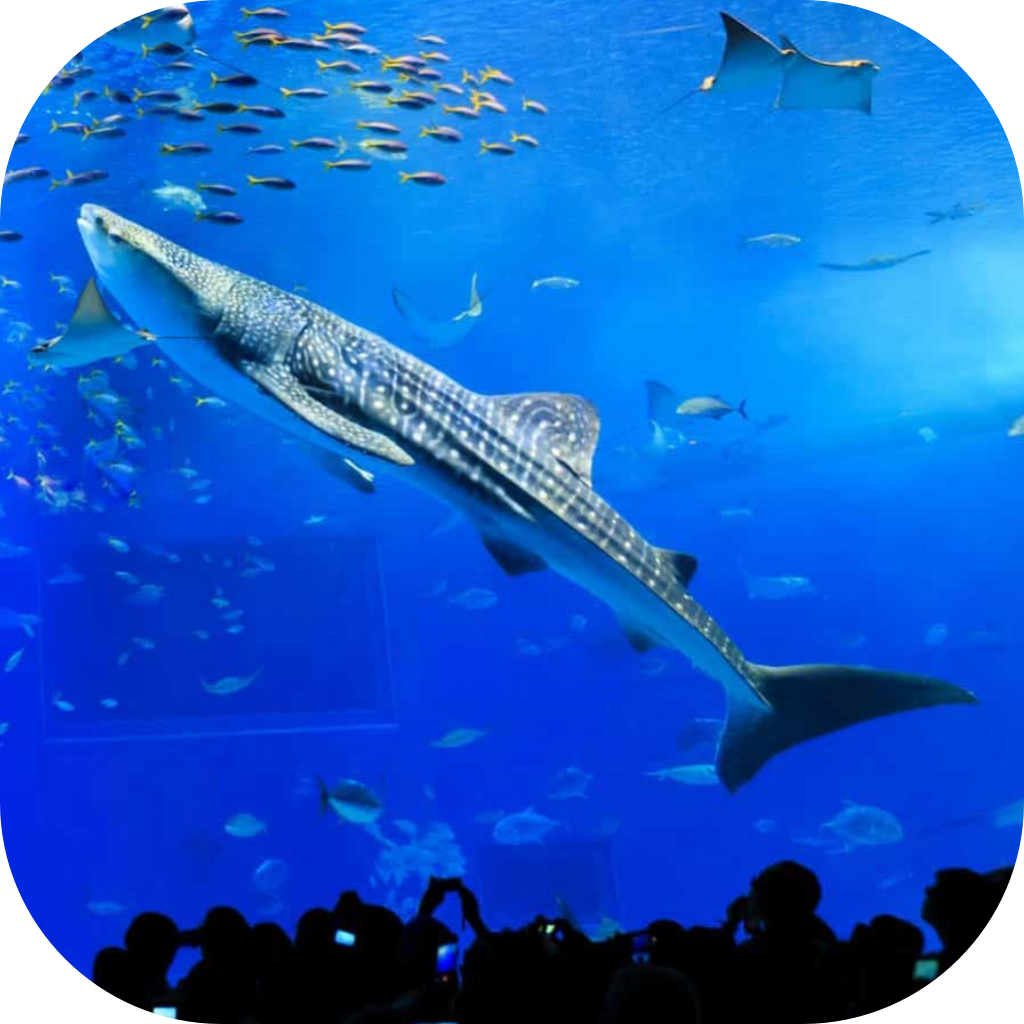 沖縄美ら海水族館がすぐ側に！「美ら海アプリ」登場！