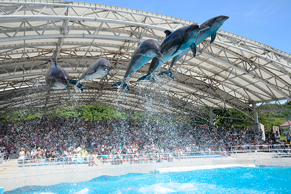 Dolphin Show (approx 20 min)