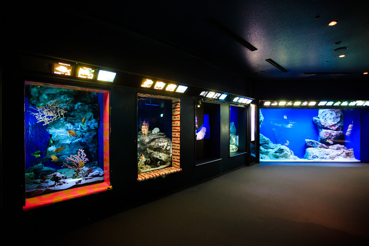 沖縄美ら海水族館 沖縄の深海を再現したエリア