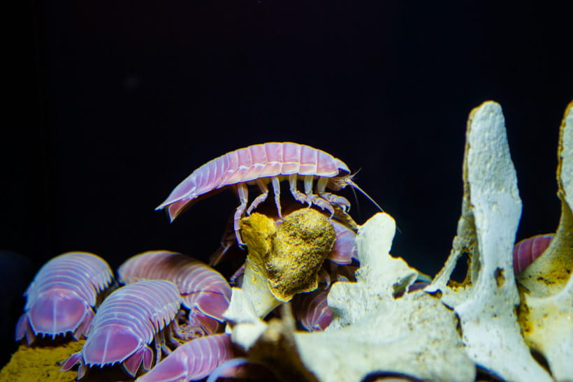 深海の小さな生き物