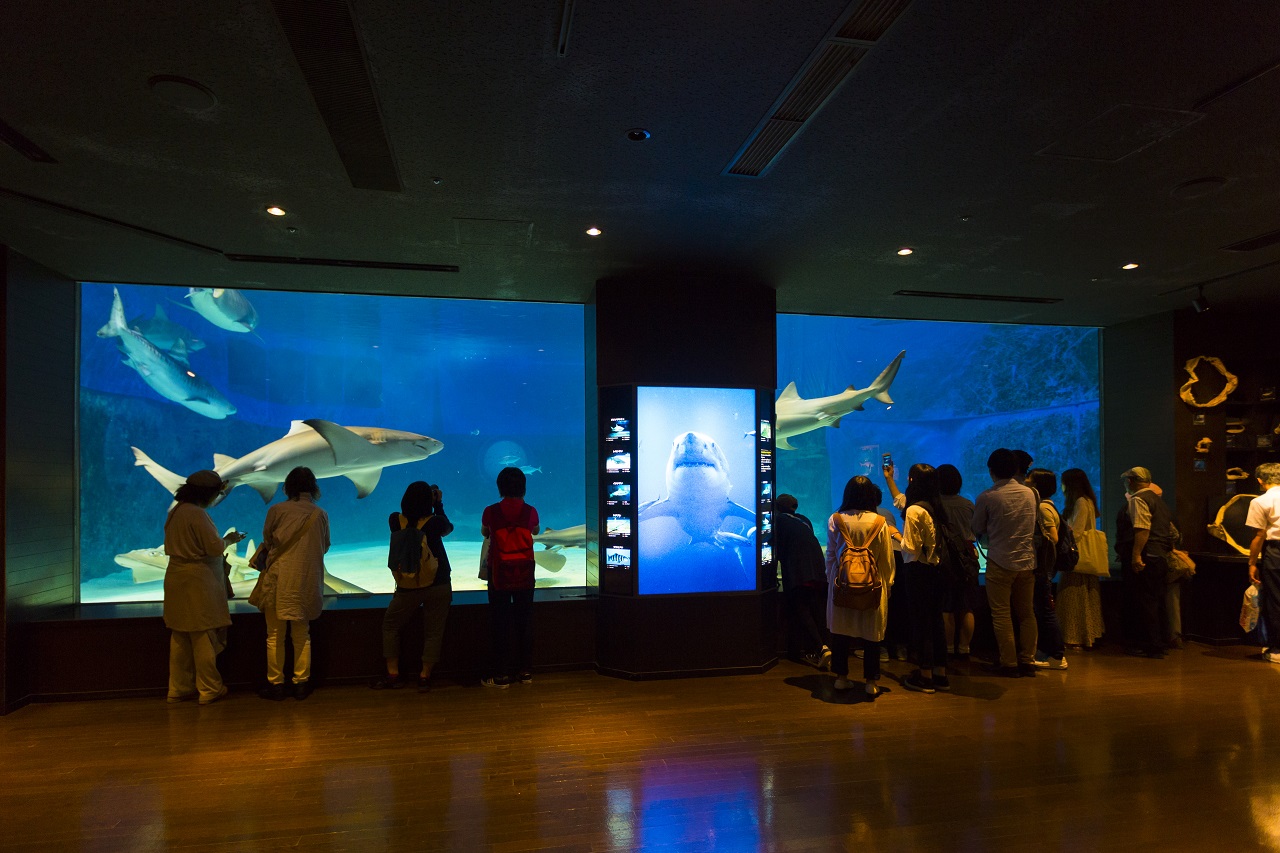 鯊魚博士展廳