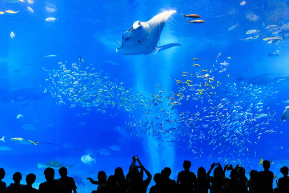 黑潮之海 沖繩美麗海水族館 沖繩美麗海世代相傳