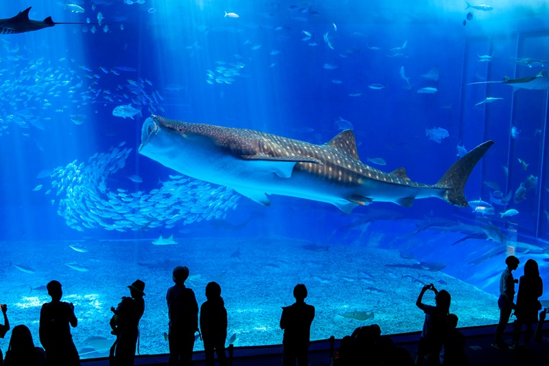 黒潮の海 | 沖縄美ら海水族館 - 沖縄の美ら海を、次の世代へ。-