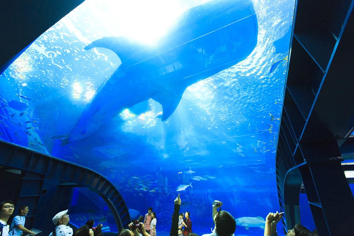 Открытие самого большого океанариума. Okinawa Oceanarium. Окинава Тюрауми. Okinawa Churaumi Aquarium. Океанариум Екатеринбург акулы.