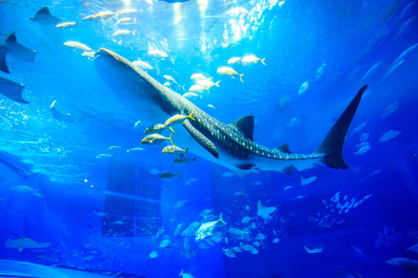 Journey to the Kuroshio | Okinawa Churaumi Aquarium - For the next  generation to inherit; the beautiful seas of Okinawa. -
