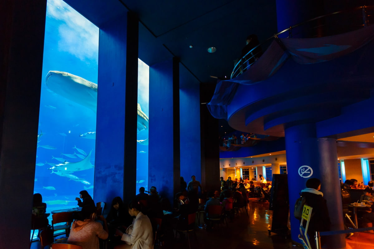 カフェ オーシャンブルー 沖縄美ら海水族館 沖縄の美ら海を 次の世代へ