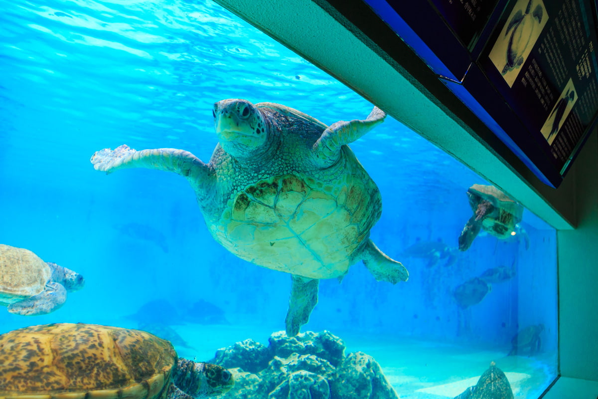 ウミガメ館 沖縄美ら海水族館 沖縄の美ら海を 次の世代へ