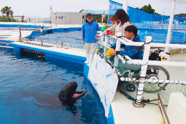 イルカ給餌体験