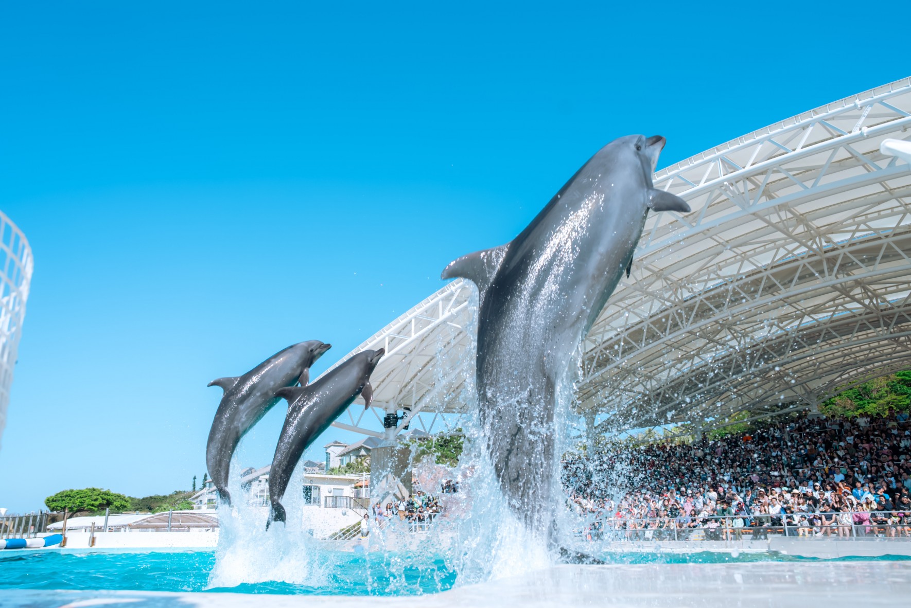 イルカの優れた運動能力を楽しく学ぼう
