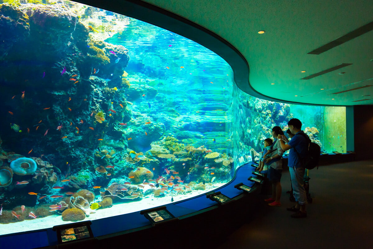 沖縄美ら海水族館 サンゴ礁周辺に住む生き物たちのエリア