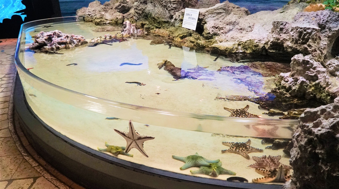 イノーの生き物たち 沖縄美ら海水族館 沖縄の美ら海を 次の世代へ