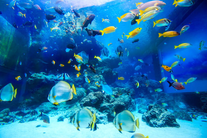 沖縄のサンゴ礁を忠実に再現